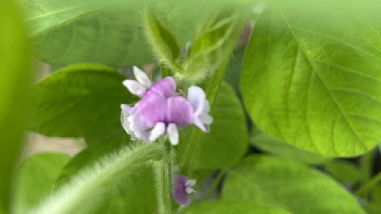 東京ベランダ暮らし